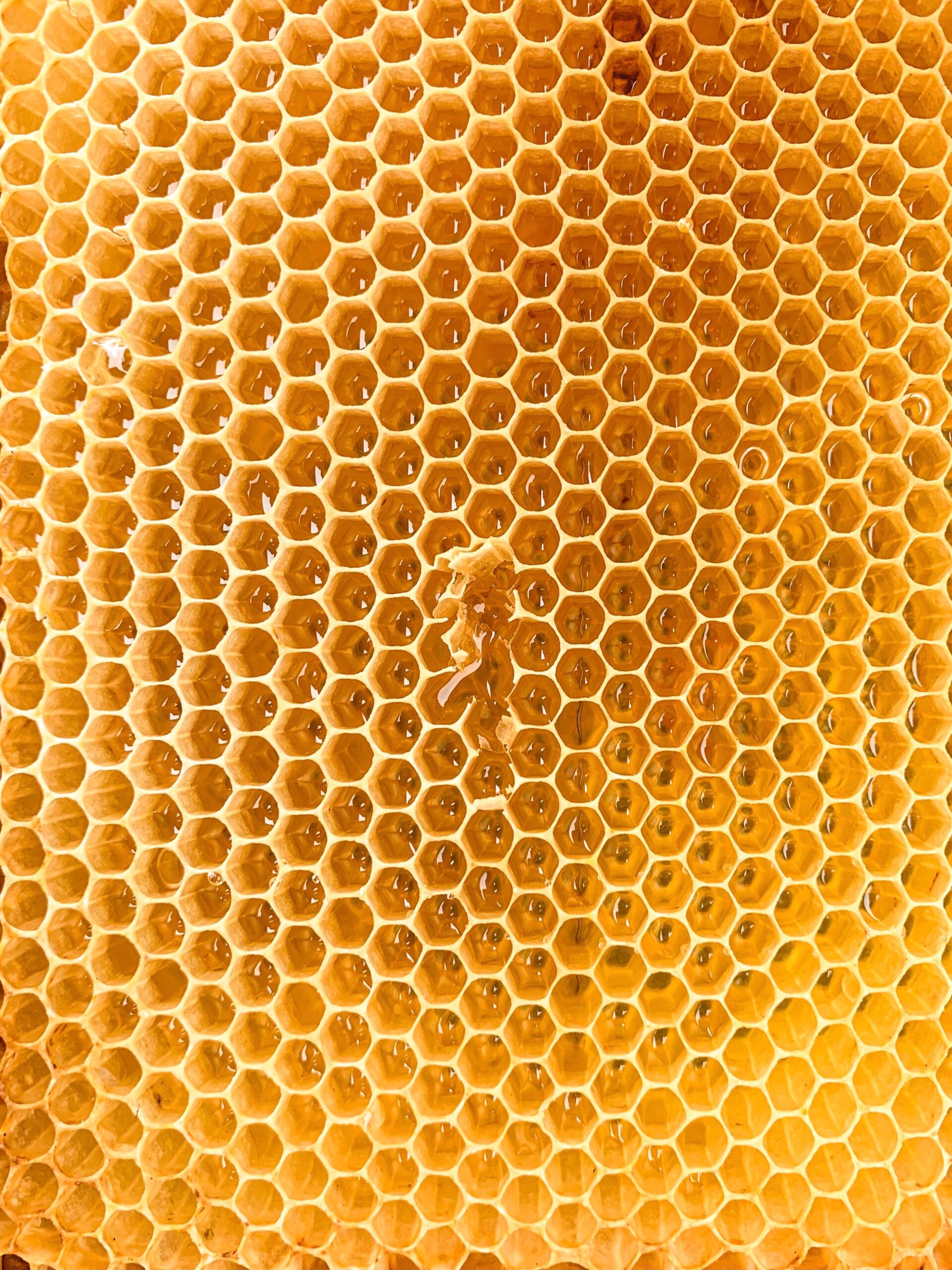 Lindra hosta med honung